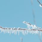 Zweig im Schnee