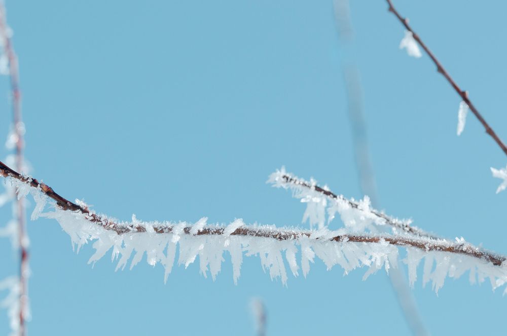 Zweig im Schnee