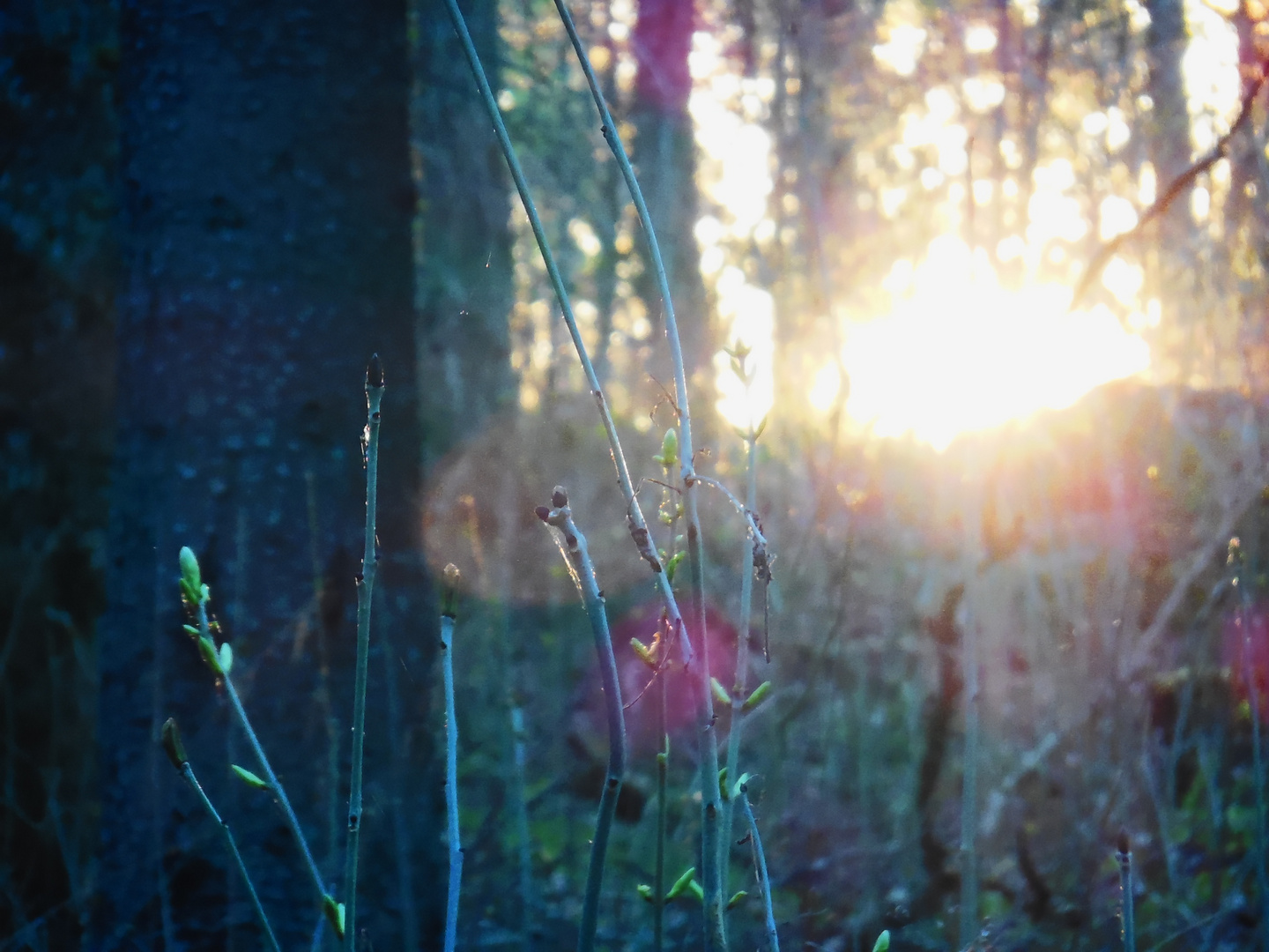 Zweig im Sonnenlicht