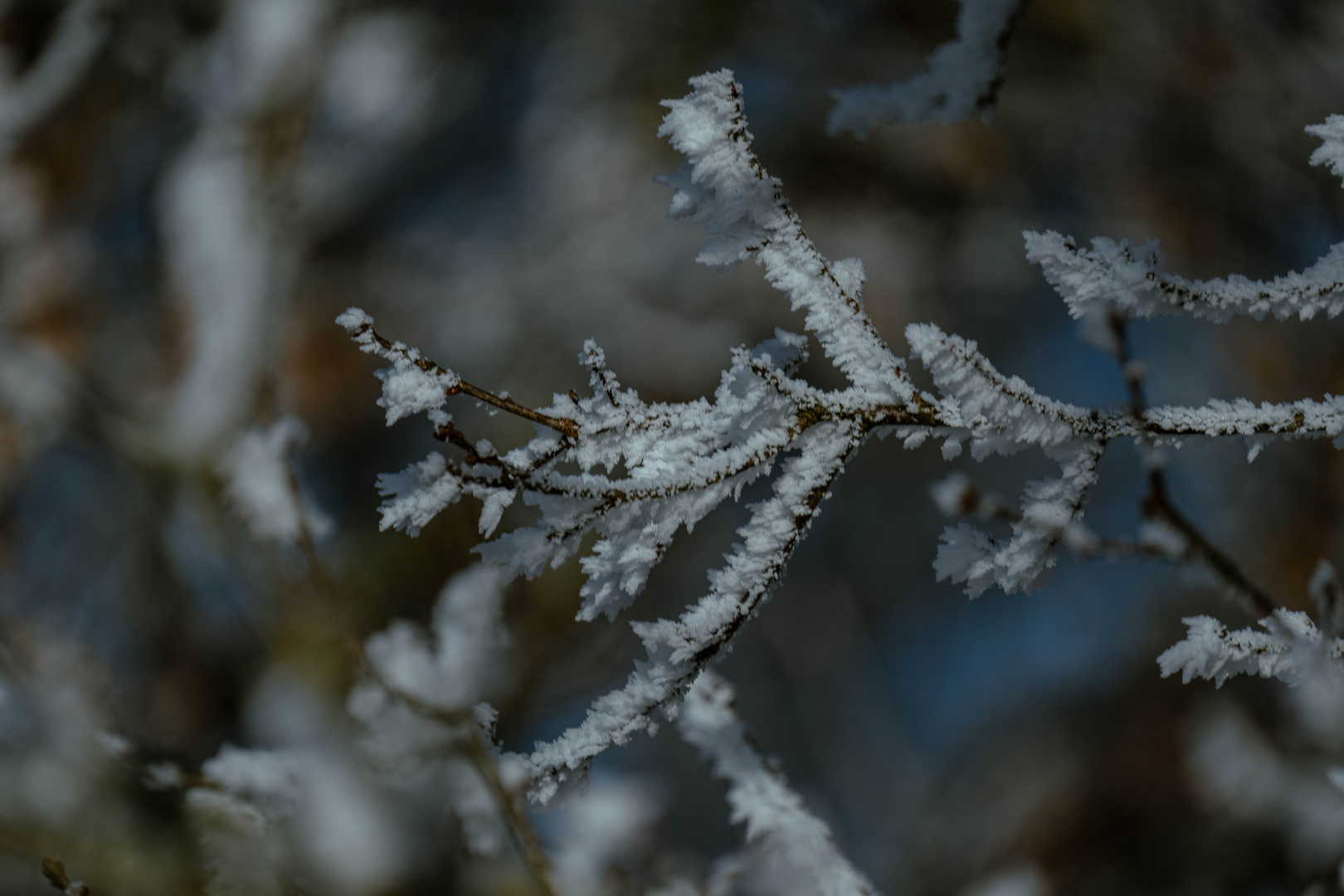 Zweig im Winter