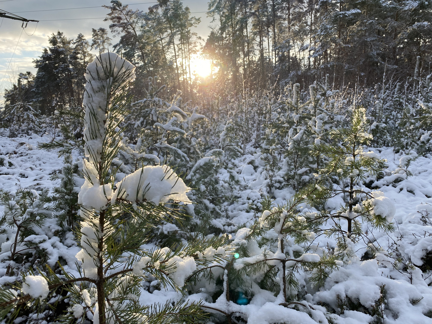 Zweig im winterlichen Licht 