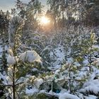 Zweig im winterlichen Licht 