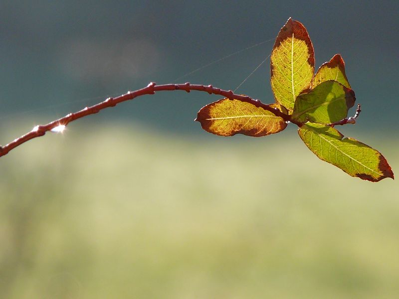 Zweig im Winterlicht