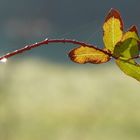 Zweig im Winterlicht