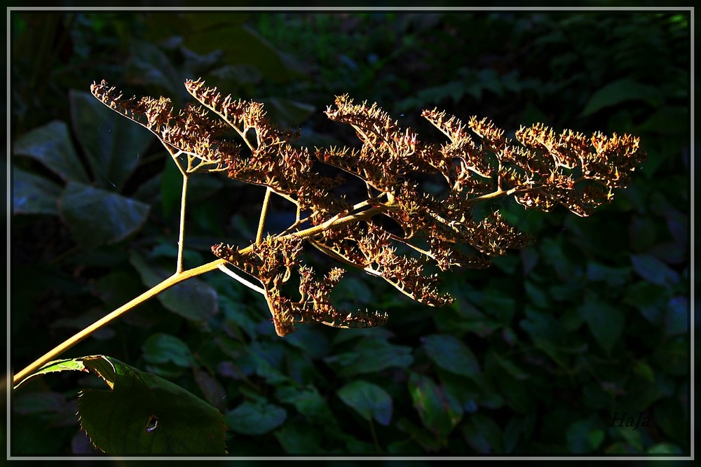 Zweig in der Abendsonne...