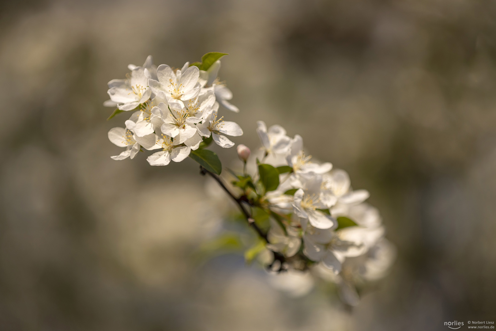 Zweig in der Blüte