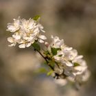 Zweig in der Blüte