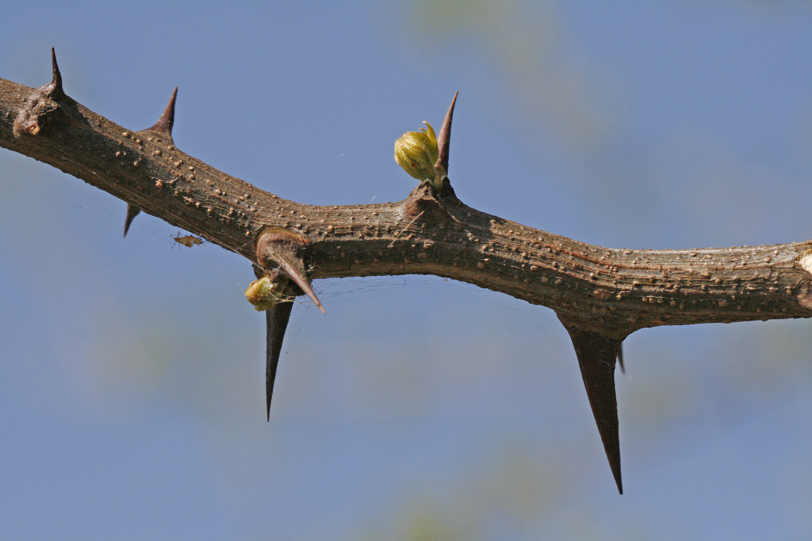 Zweig mit Dornen im April Foto