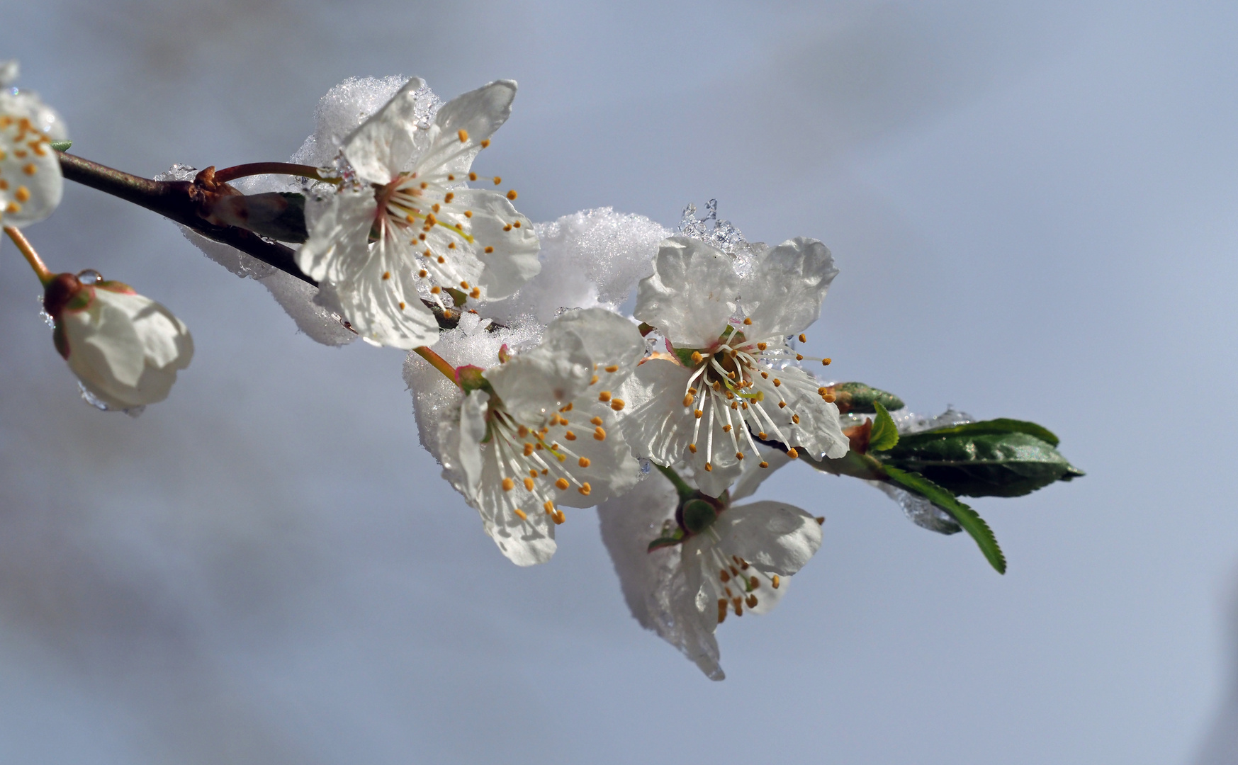 Zweig mit Knospe, Blüten und Schnee