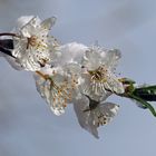 Zweig mit Knospe, Blüten und Schnee