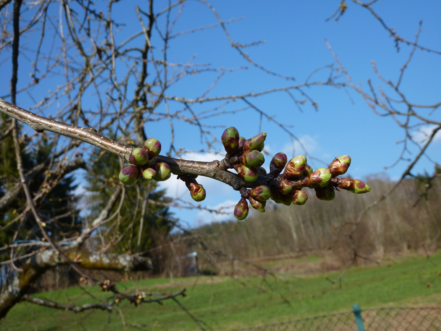 Zweig mit Knospen