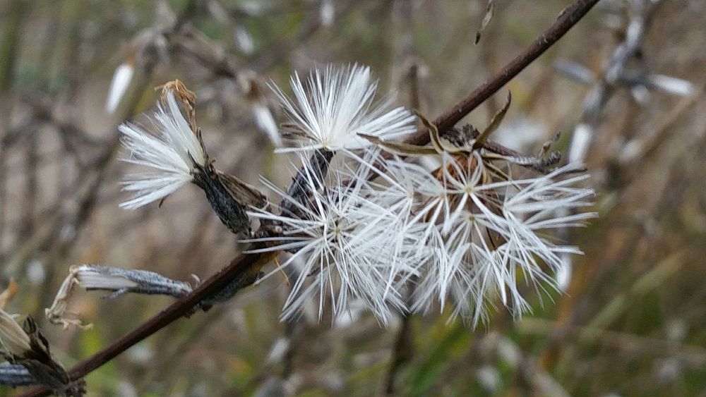 Zweig mit Puscheln