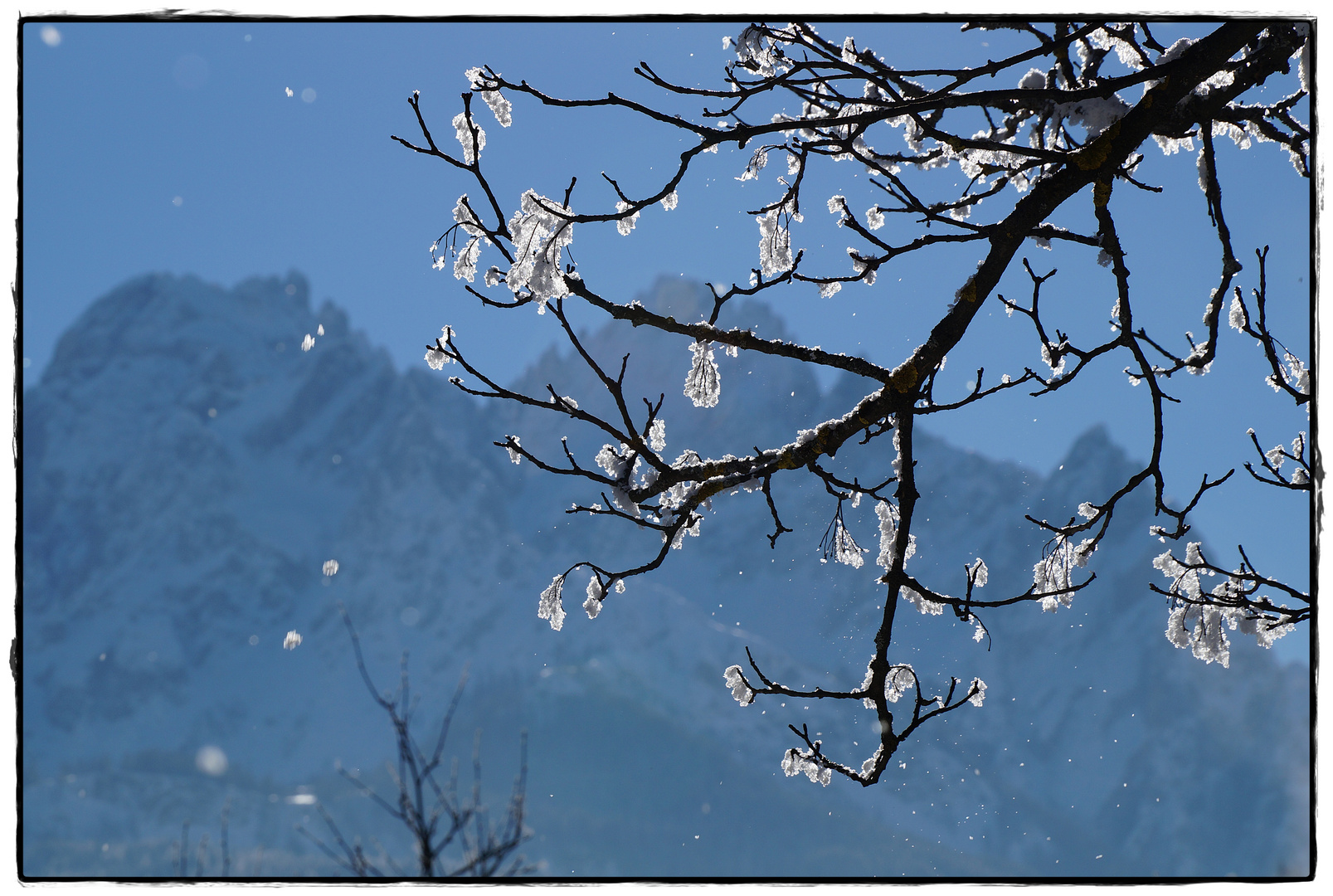 Zweig mit Schneeblüten