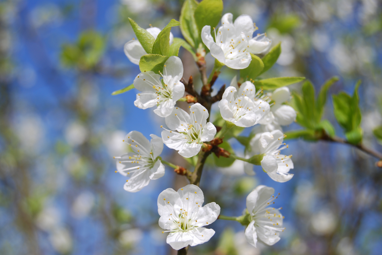 Zweig mit weißen Blüten