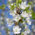 Zweig mit weißen Blüten