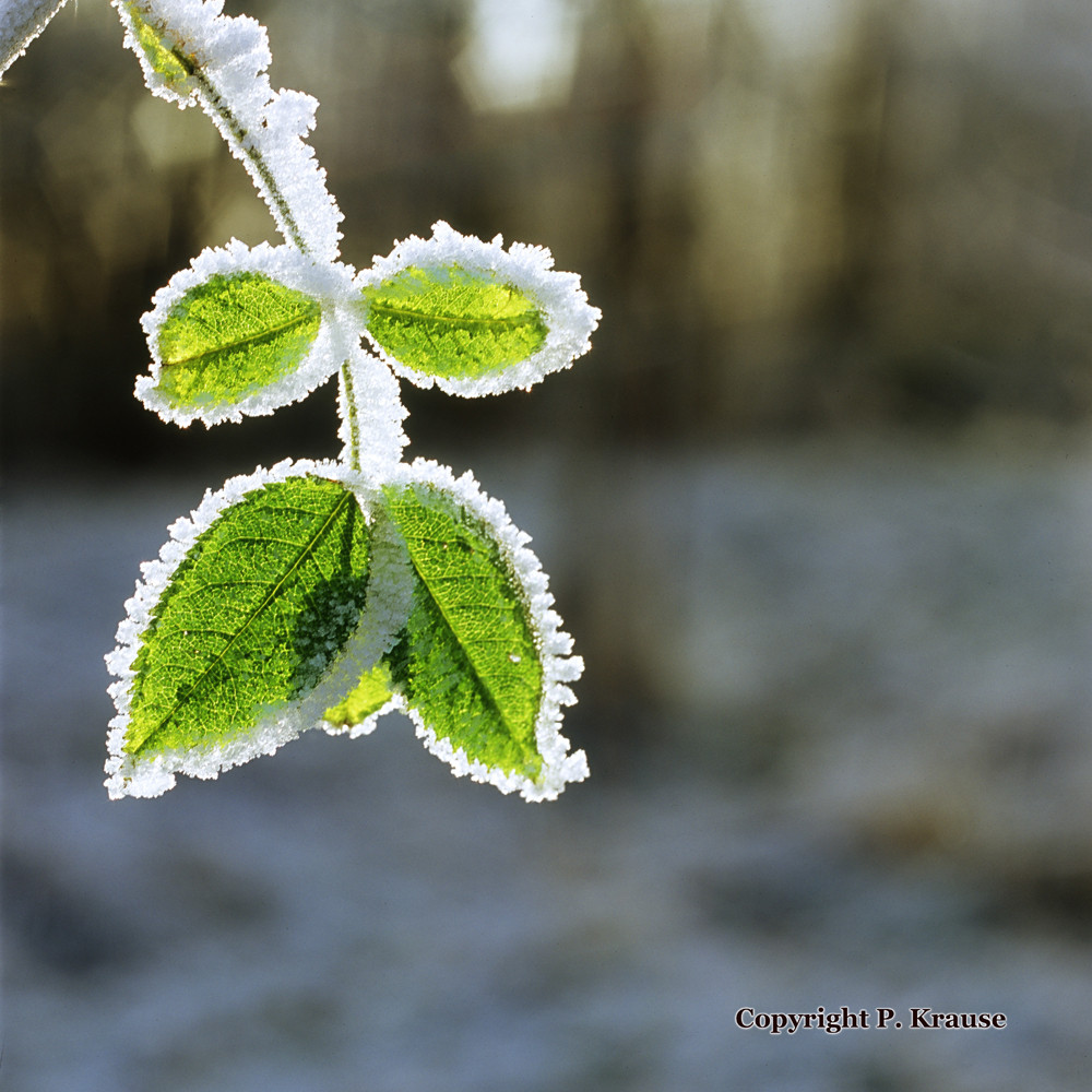 Zweig und Frost