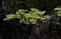 Zweig unterhalb Pont d'Espagne