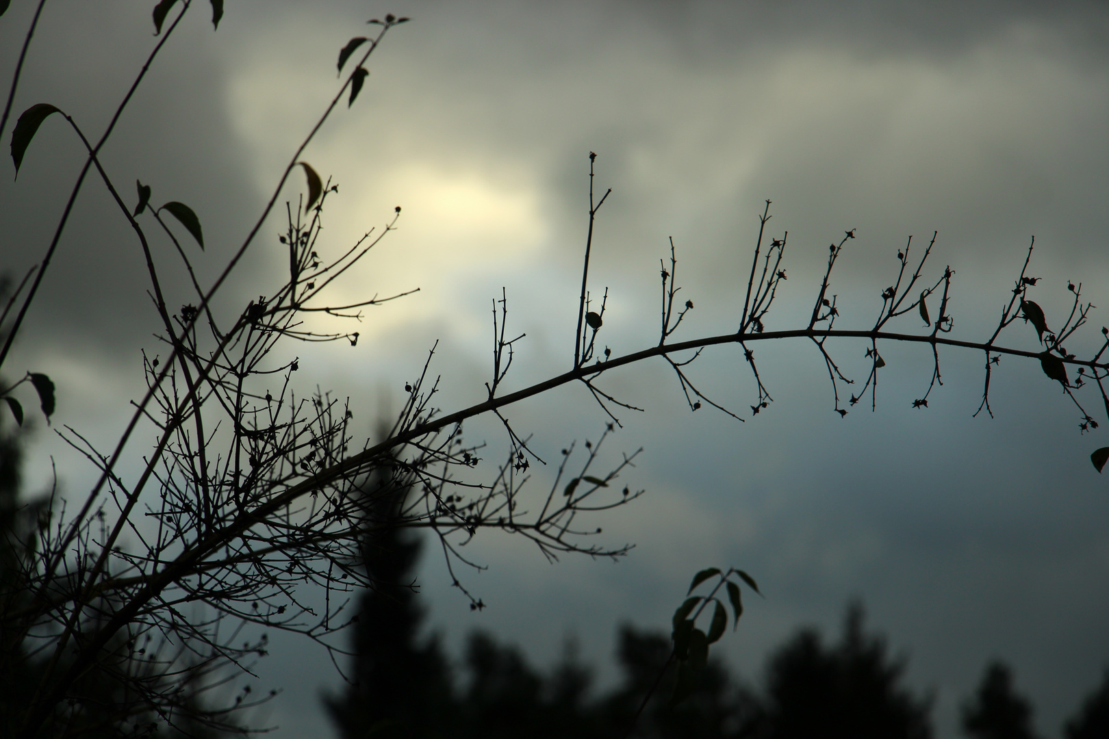 Zweig vor Gewitterhimmel