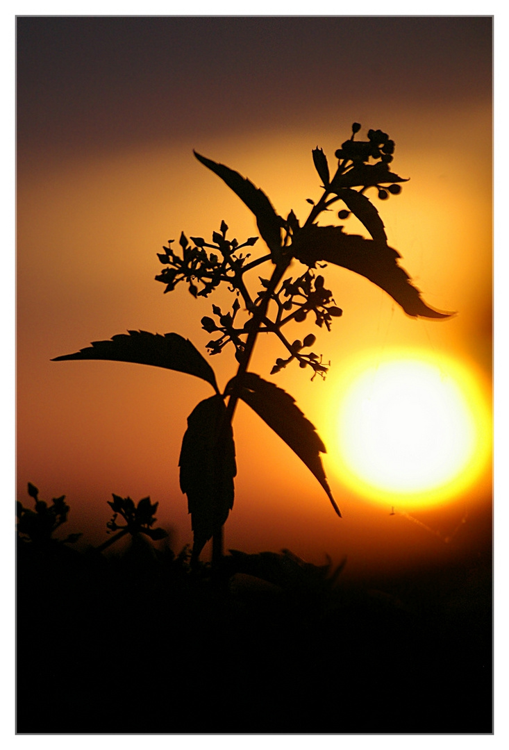 Zweig vor Sonnenuntergang