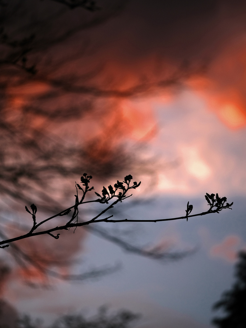 Zweig vor Wolkengetümmel