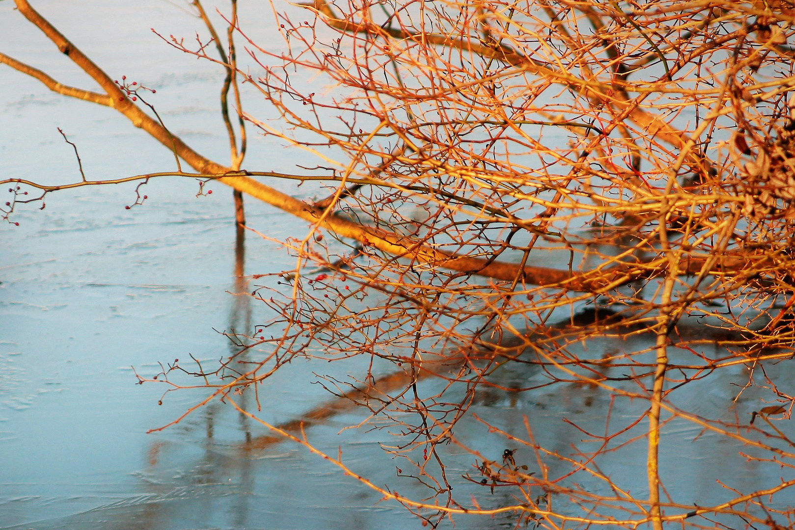 Zweige die  ins Wasser reichen