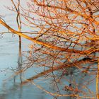 Zweige die  ins Wasser reichen