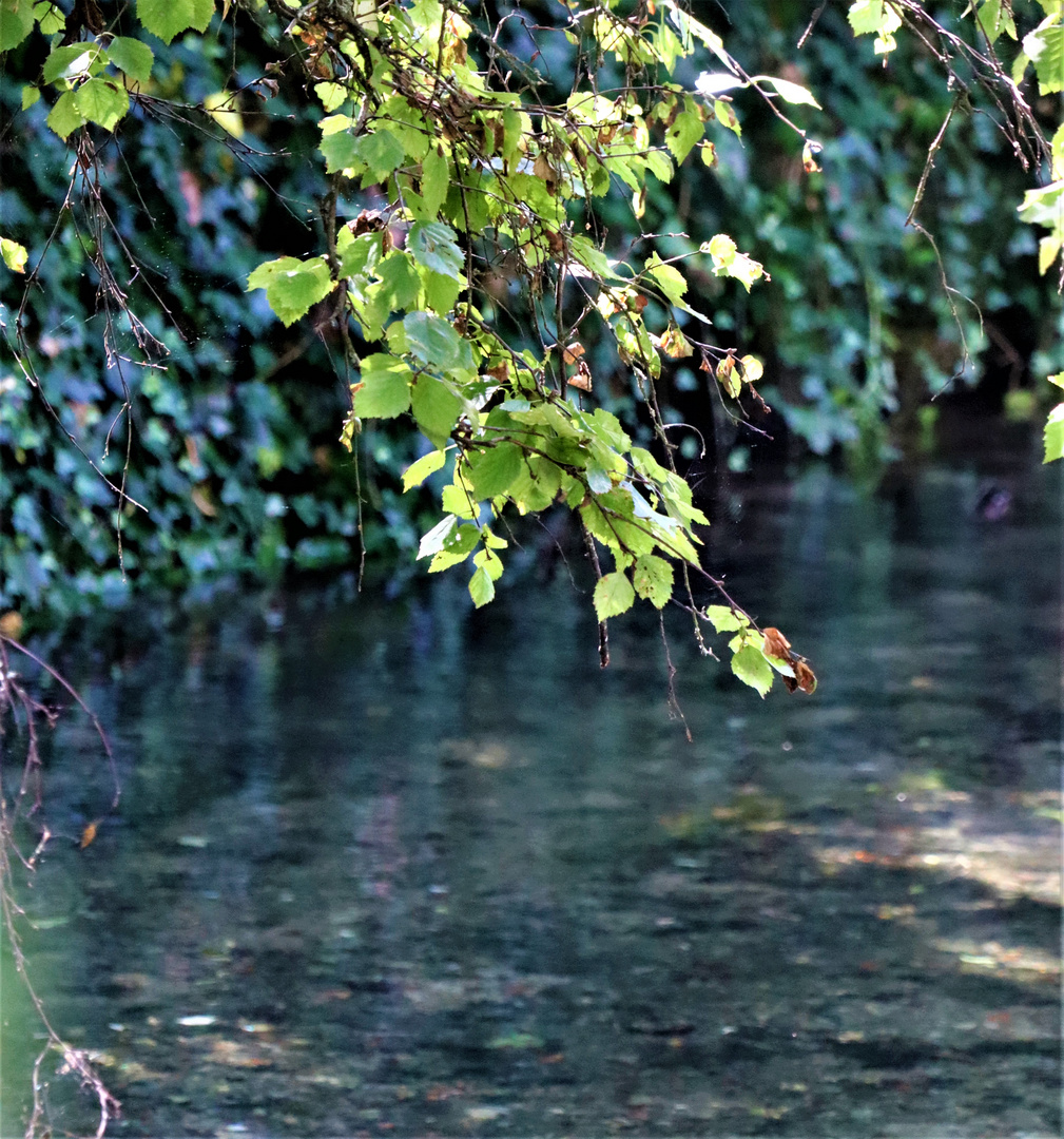 Zweige die sich nach dem Wasser recken...