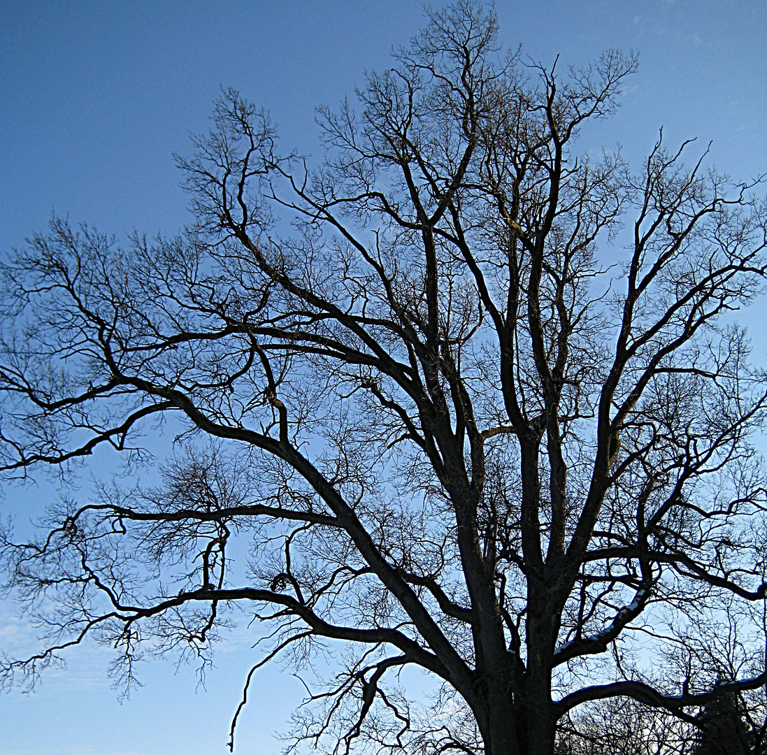 Zweige einer Baumkrone,  die in den Himmel ragen. Ardennen,   im Februar 2012.