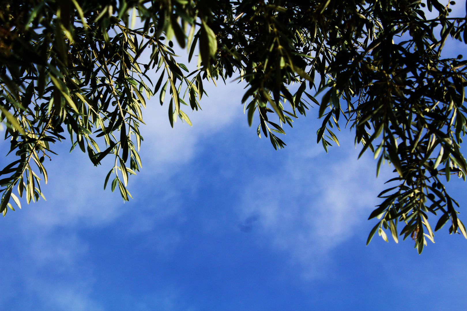 Zweige eines Olivenbaumes unter blauem Himmel