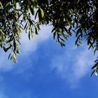 Zweige eines Olivenbaumes unter blauem Himmel
