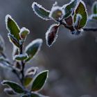 Zweige im Frost