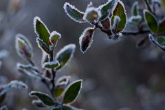 Zweige im Frost