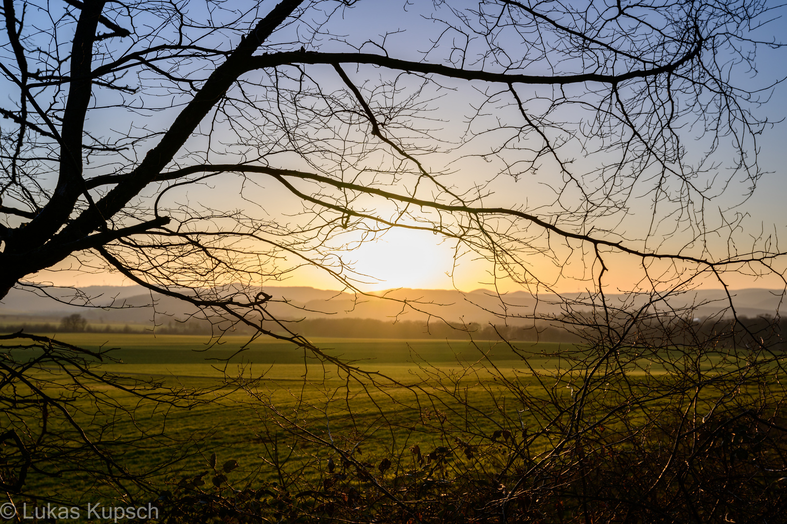 Zweige im Gegenlicht