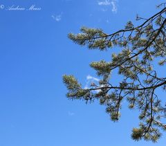 Zweige im Himmel