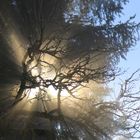 Zweige im Nebel