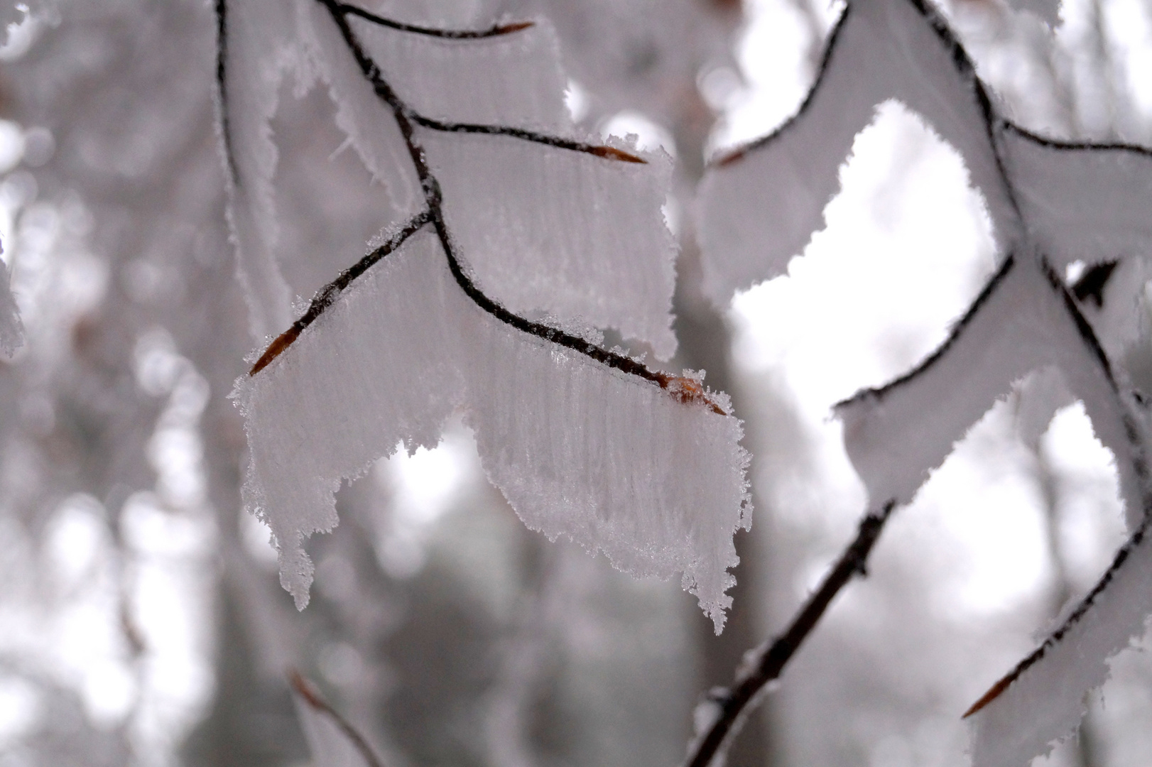 Zweige im Schneemantel