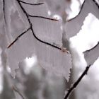 Zweige im Schneemantel