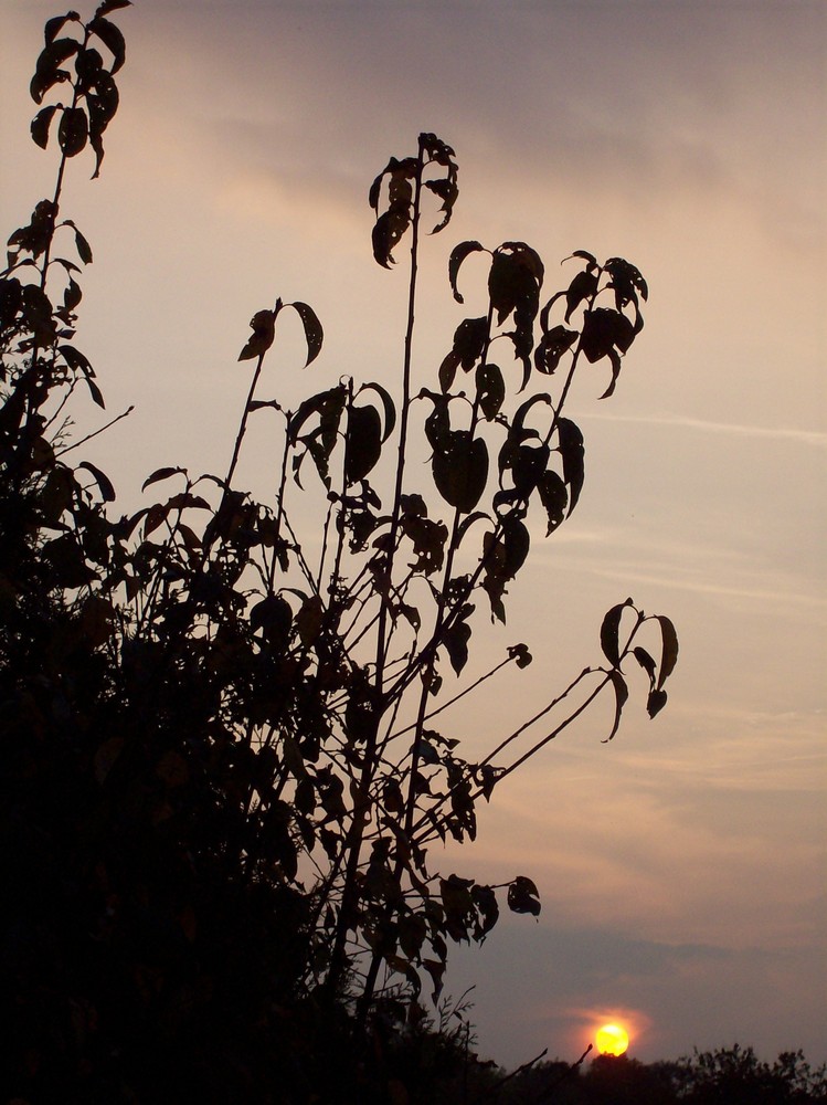 Zweige im Sonnenuntergang