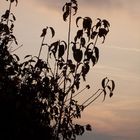 Zweige im Sonnenuntergang