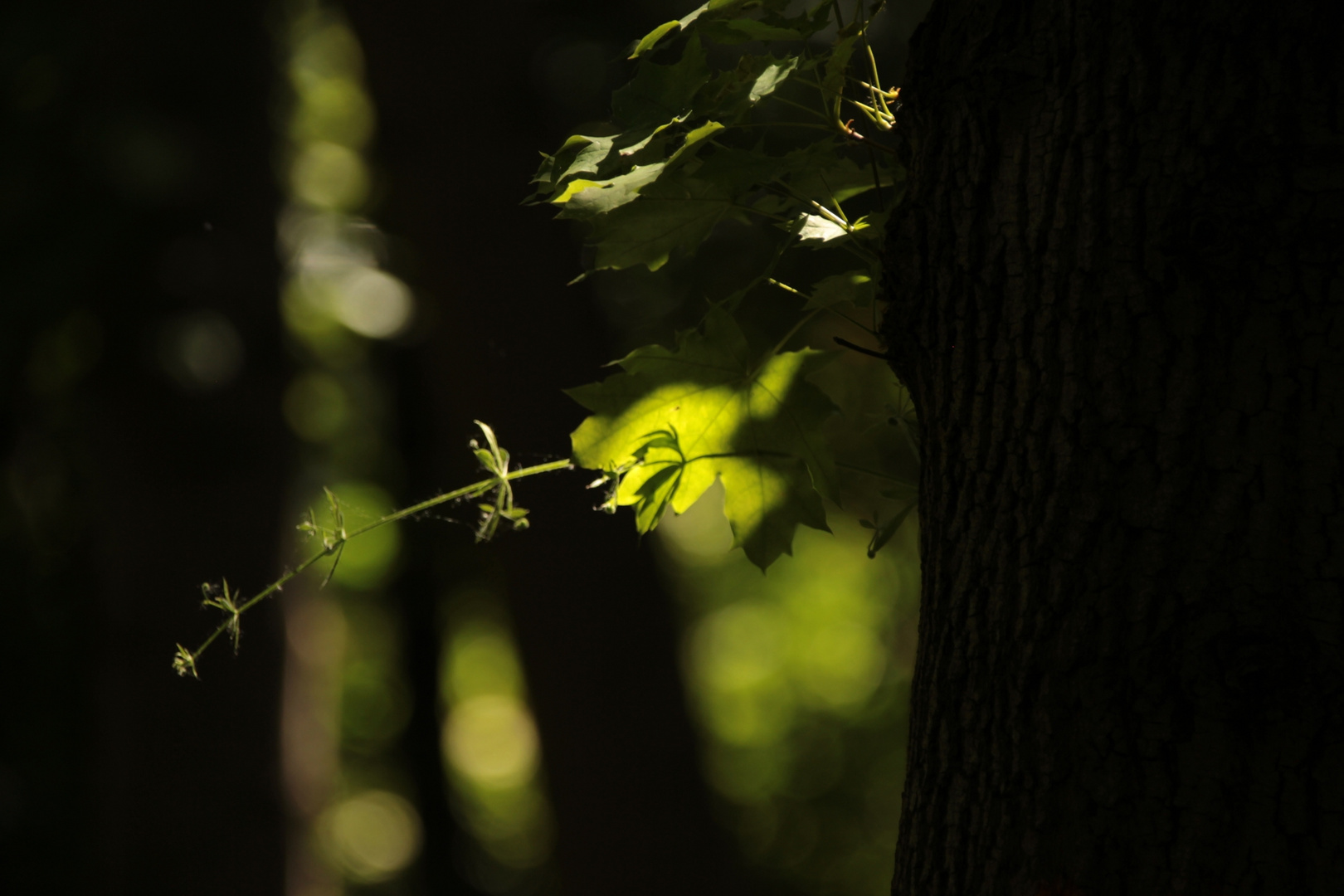 Zweige im Wald