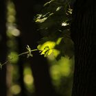 Zweige im Wald