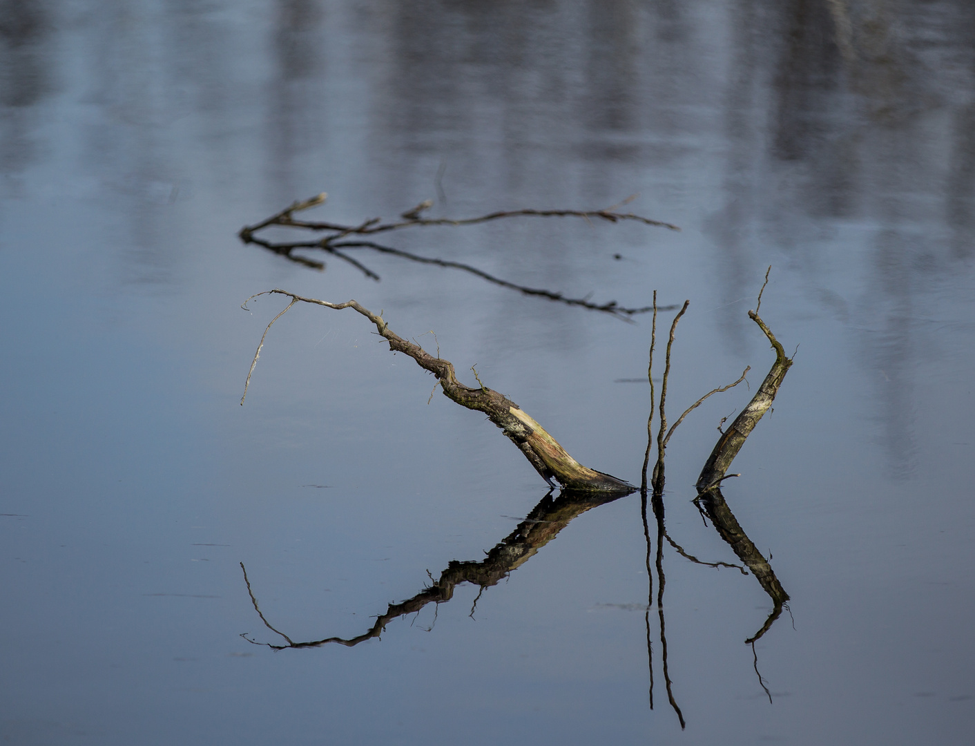 Zweige im Wasser