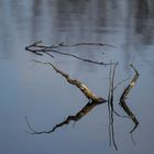 Zweige im Wasser