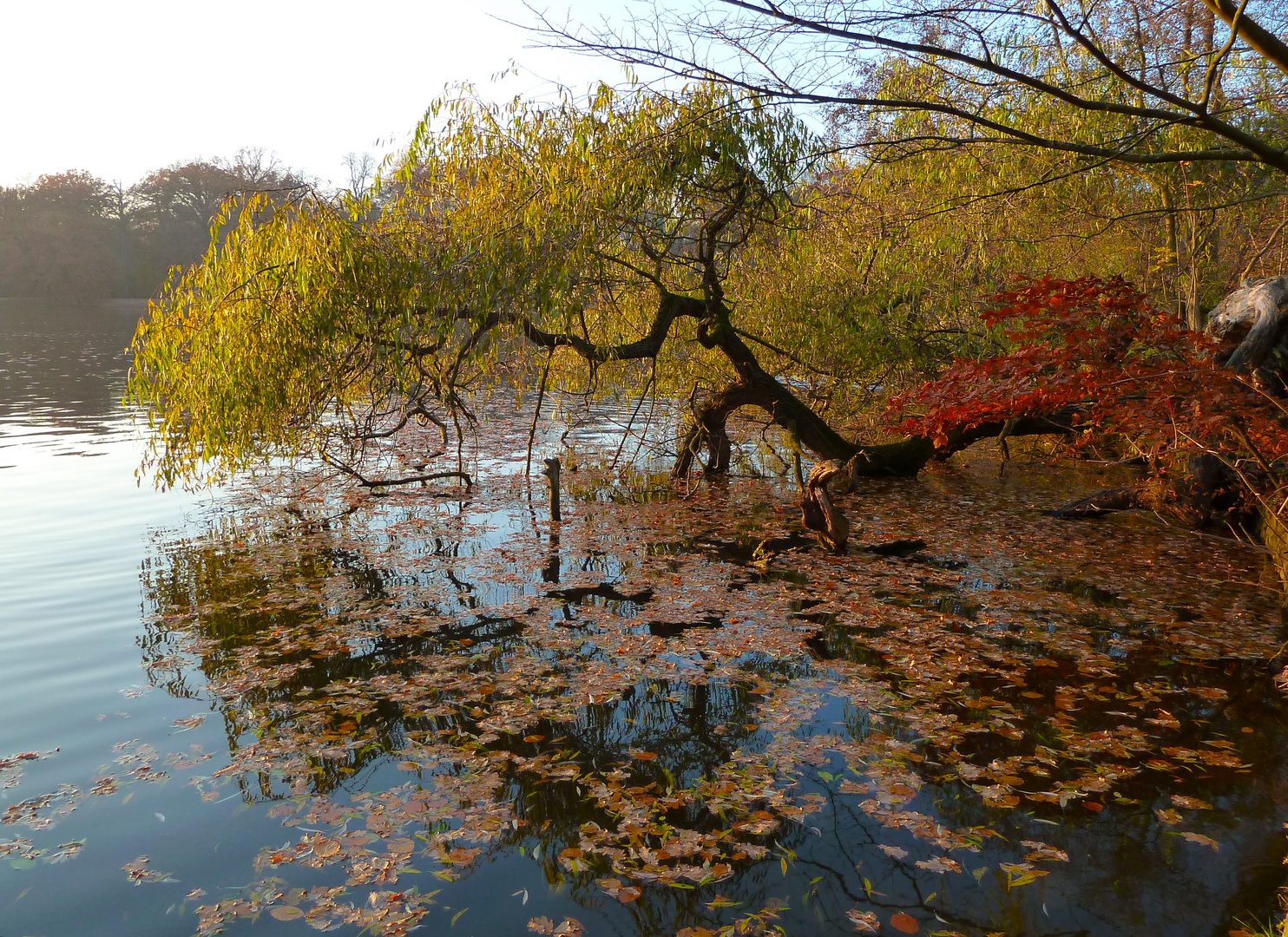 Zweige im Wasser