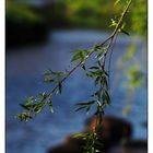 Zweige im Wind