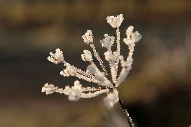 Zweige im Winter von Armin Muschler