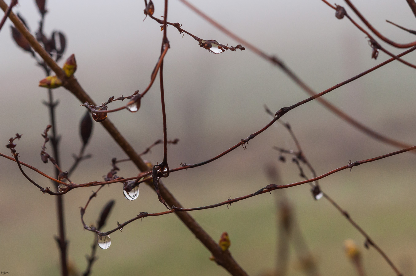 Zweige mit Wassertropfen