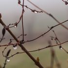 Zweige mit Wassertropfen