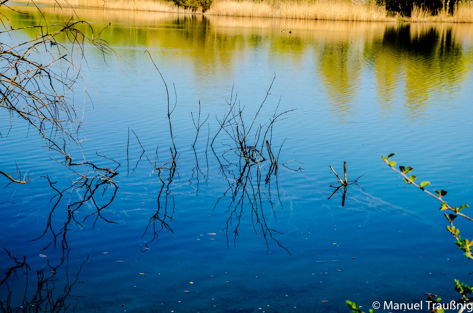 Zweige über und unter Wasser