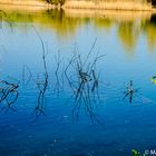 Zweige über und unter Wasser